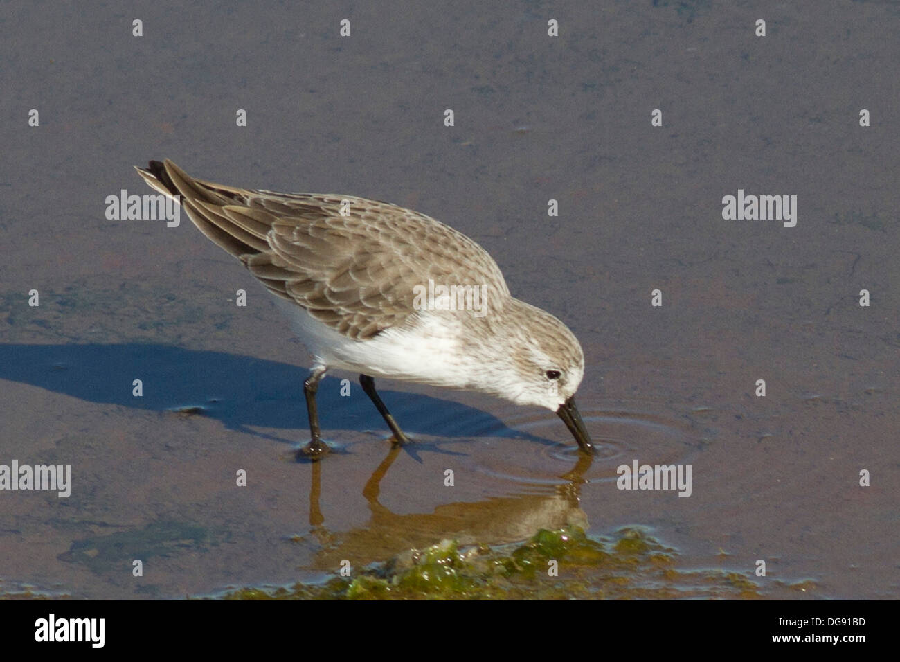 Bécasseau d'eau dans l'alimentation.(Calidris mauri).Bolsa Chica Wetlands,California Banque D'Images