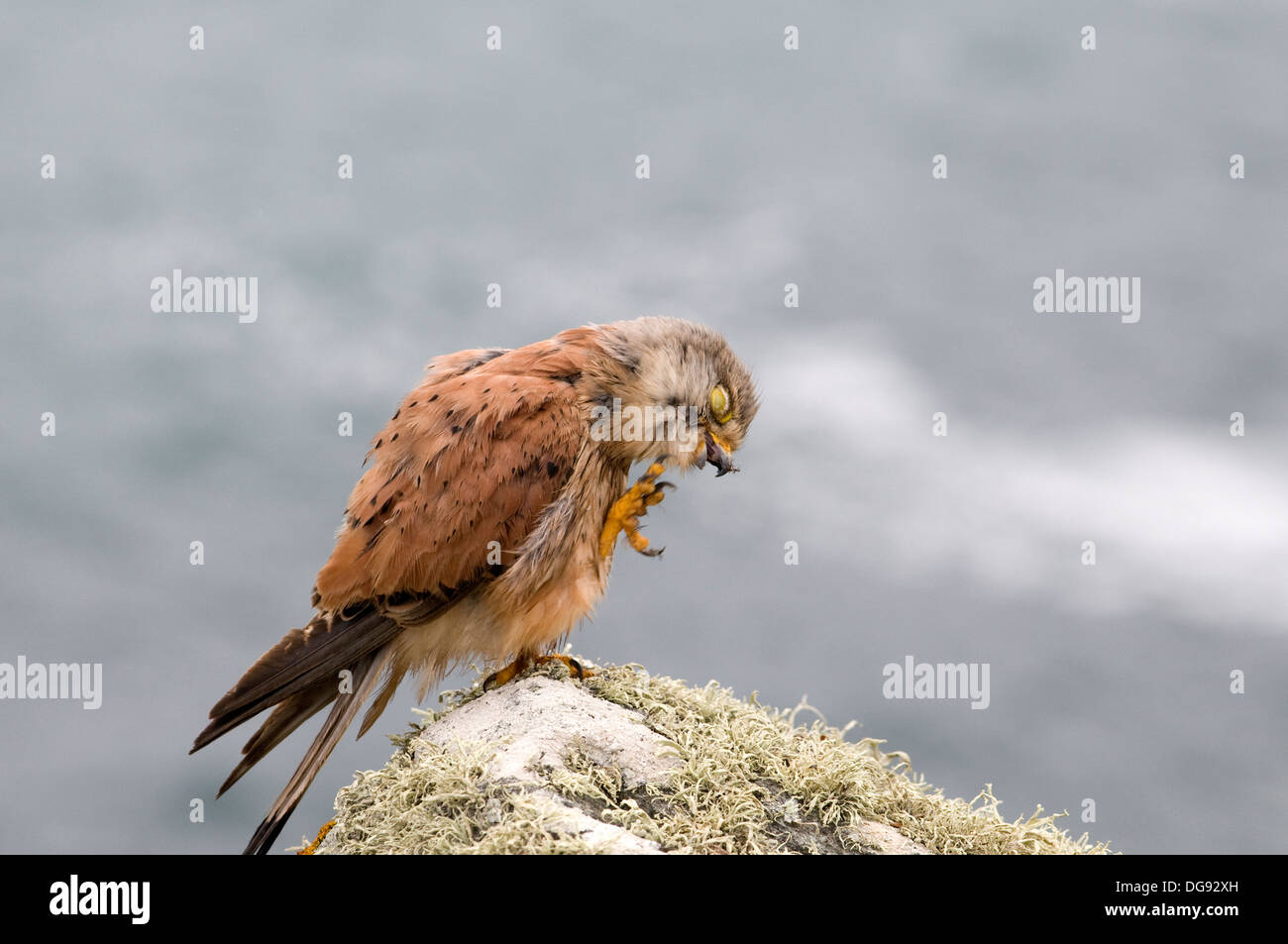 Kestrel sam Cornish au lissage sur le promontoire côtier Enys Mount Haven Hotel Mont de sable Bay Cornwall chemin côtier en Marizion zone Penzance Banque D'Images