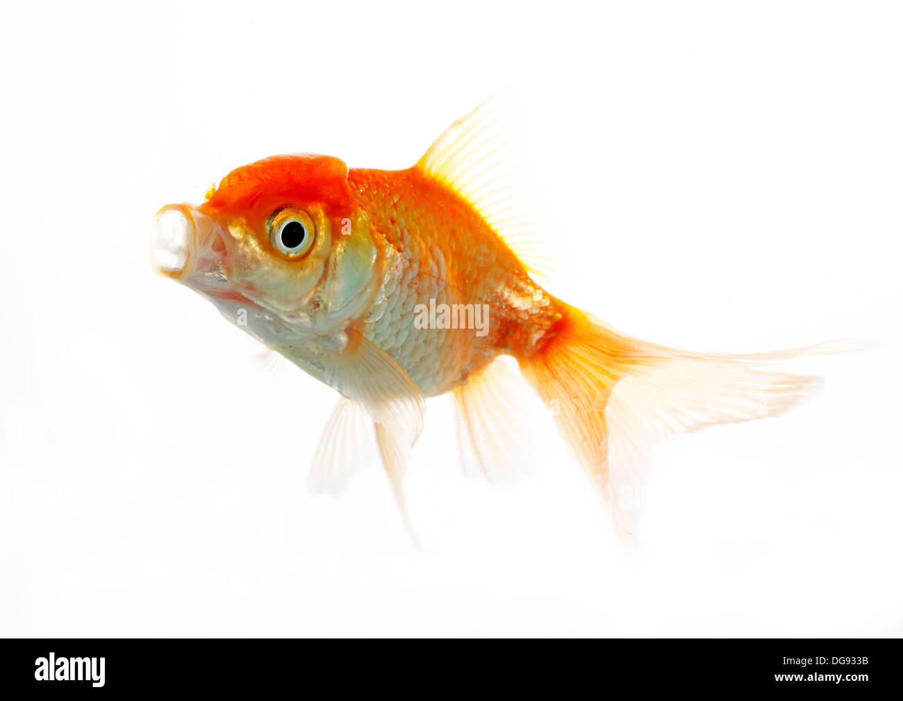 Tête de lion sur le poisson blanc au milieu d'eux Banque D'Images