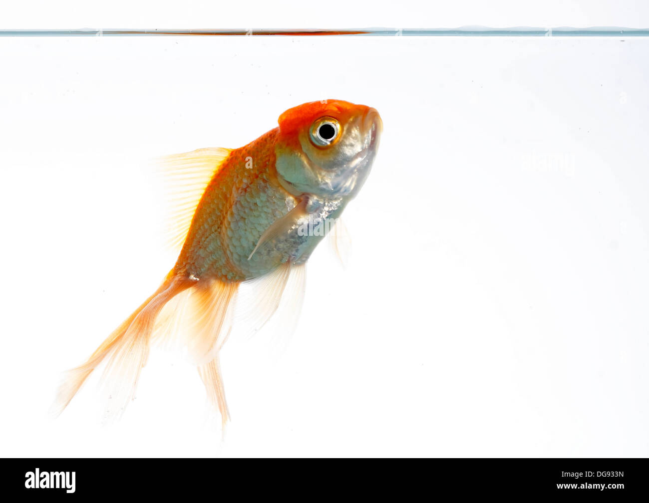 Tête de lion sur le poisson blanc au milieu d'eux Banque D'Images