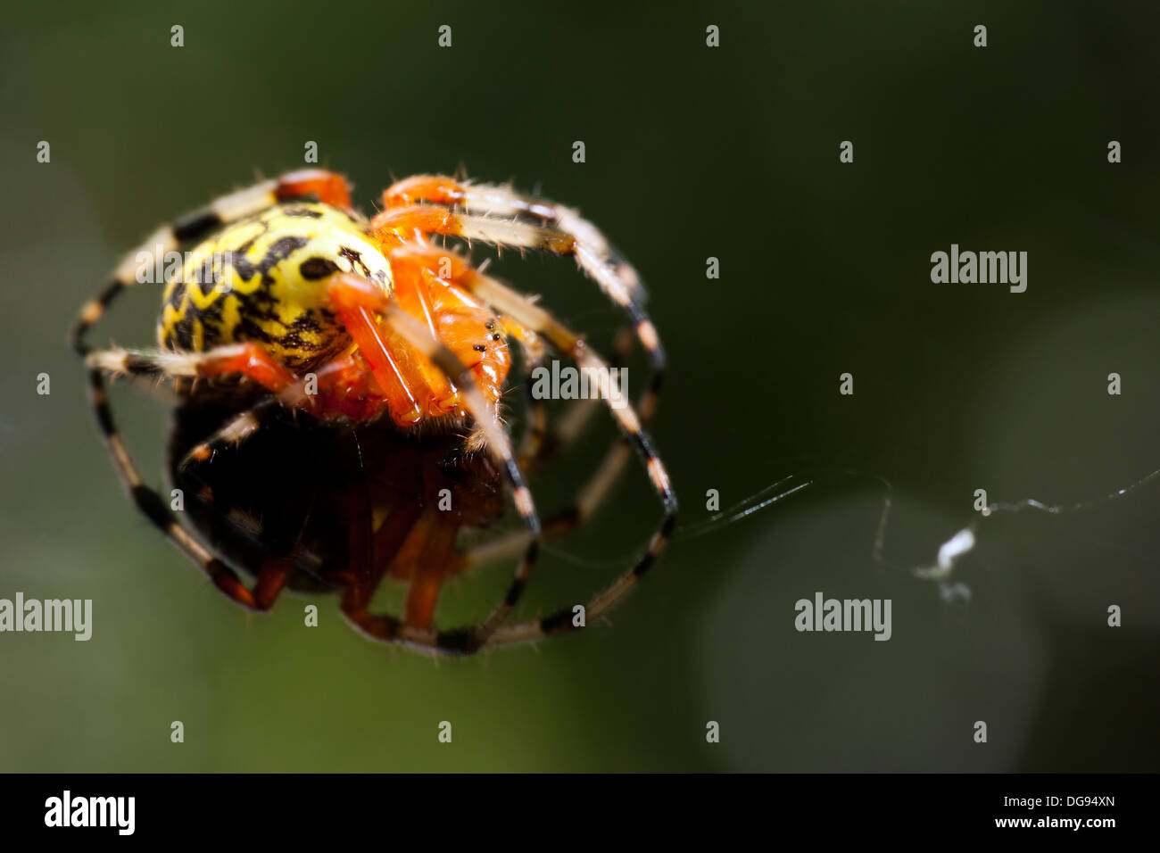 Close-up of Marbled Orb Weaver Spider - Brevard, North Carolina USA Banque D'Images