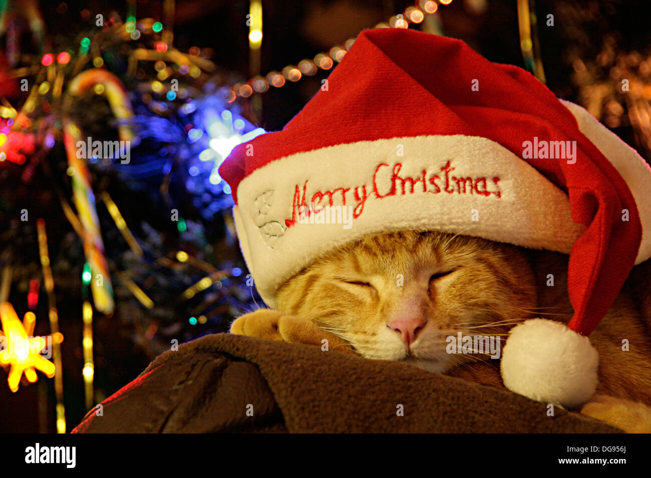 Un chat dort en face d'un arbre de Noël avec un chapeau de Père Noël sur Banque D'Images