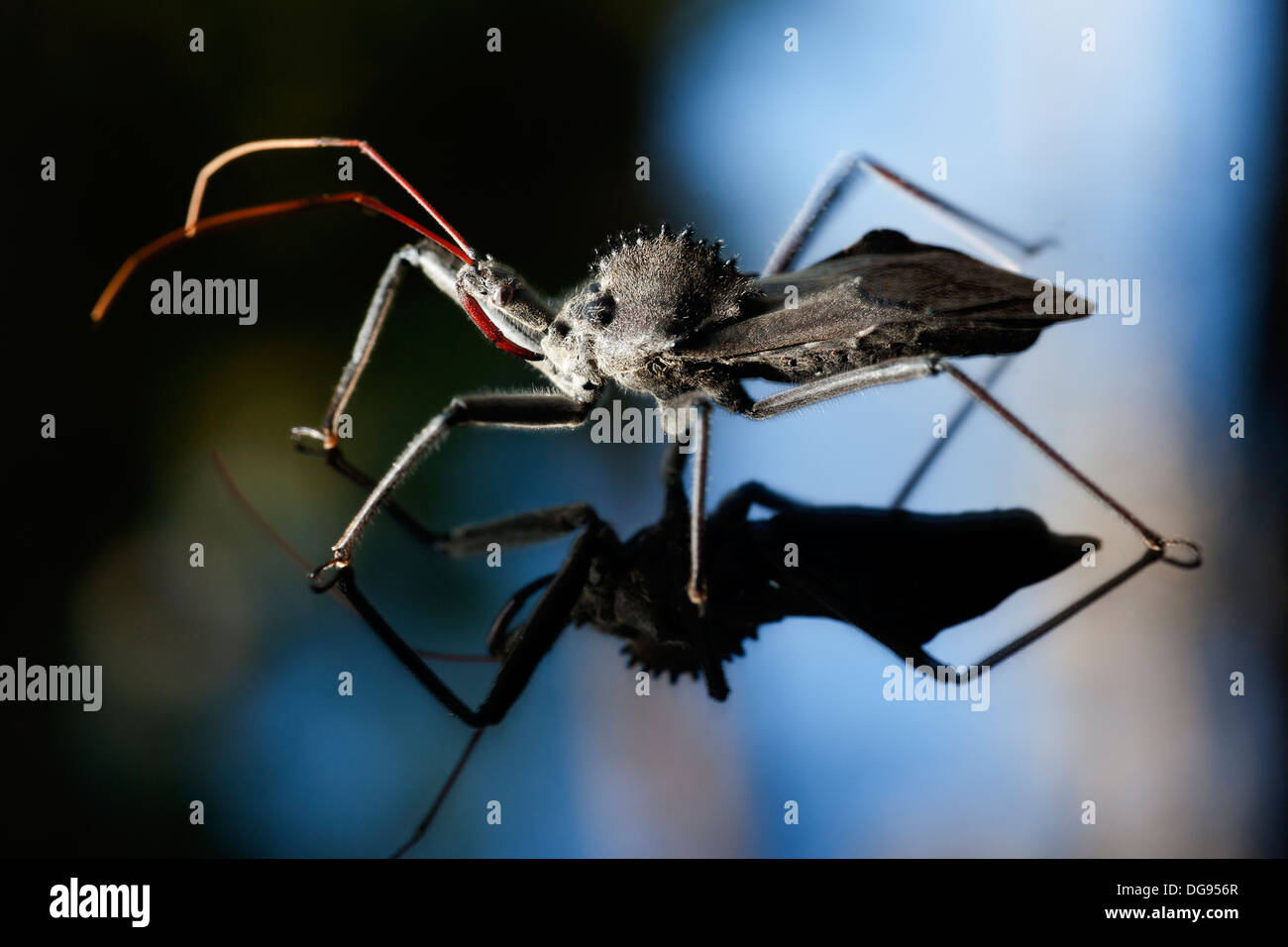 Close-up of Wheel Bug - Brevard, North Carolina, États-Unis Banque D'Images