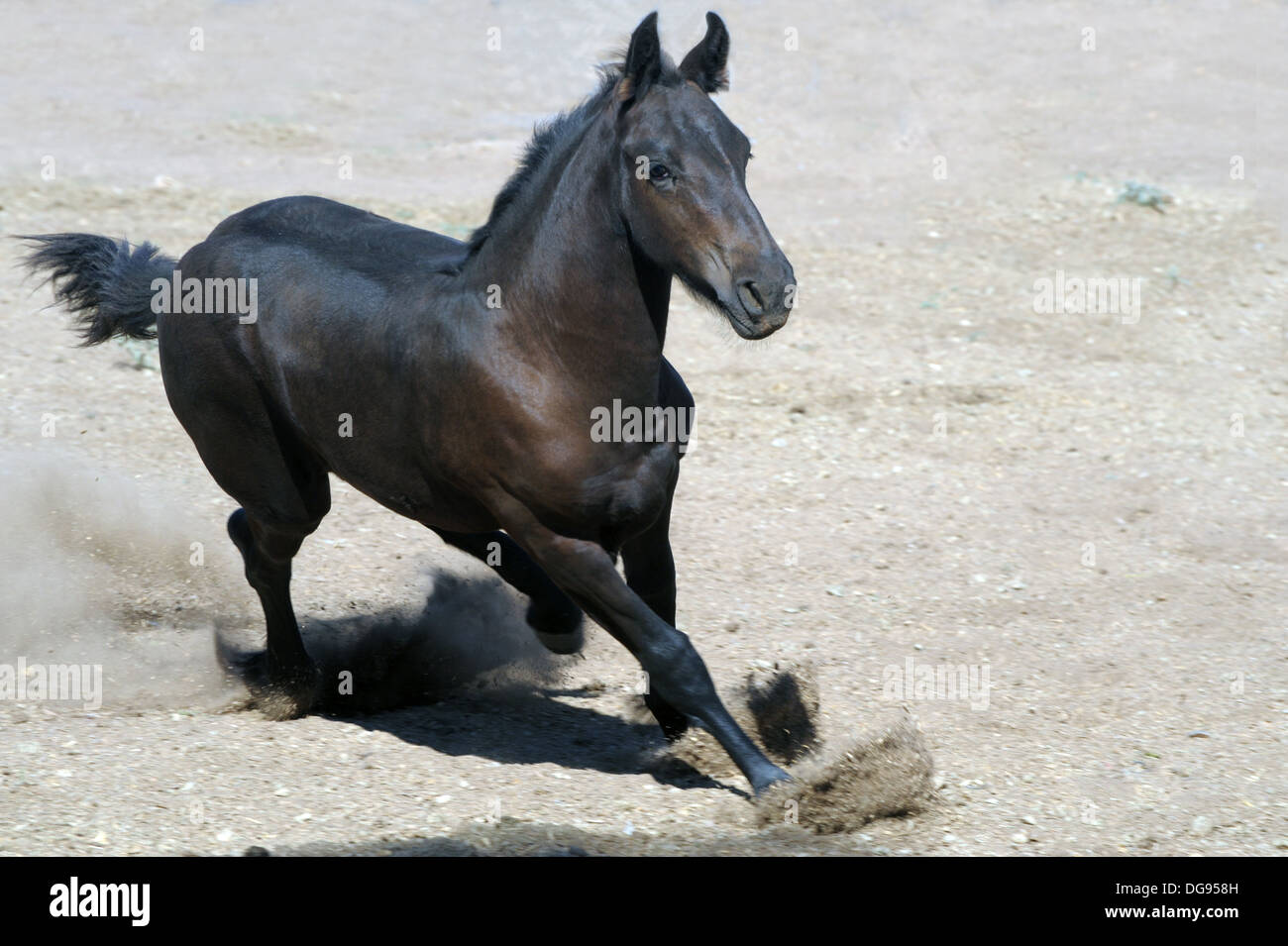 Un poulain frison traverse l'Arena Banque D'Images