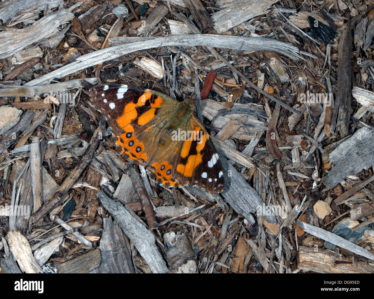 Australian Painted Lady Butterfly - Vanessa kershawi - Famille Nymphalidae Banque D'Images