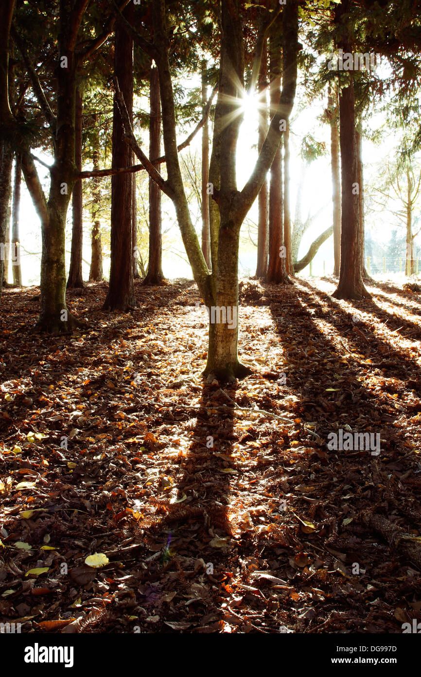 Sun shining through trees in forest Banque D'Images