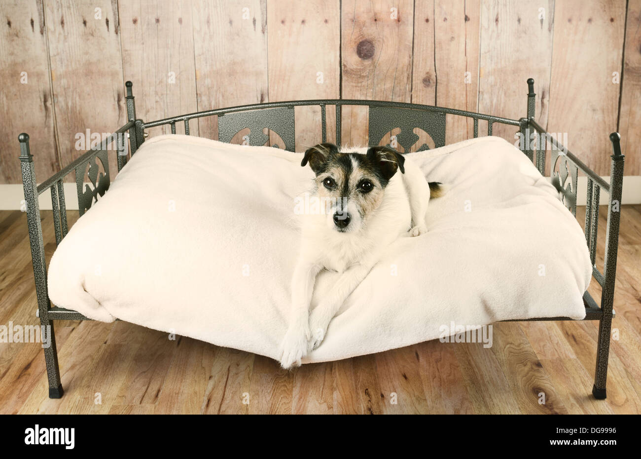 Jack Russell Terrier dog relaxing in luxury dog bed Banque D'Images