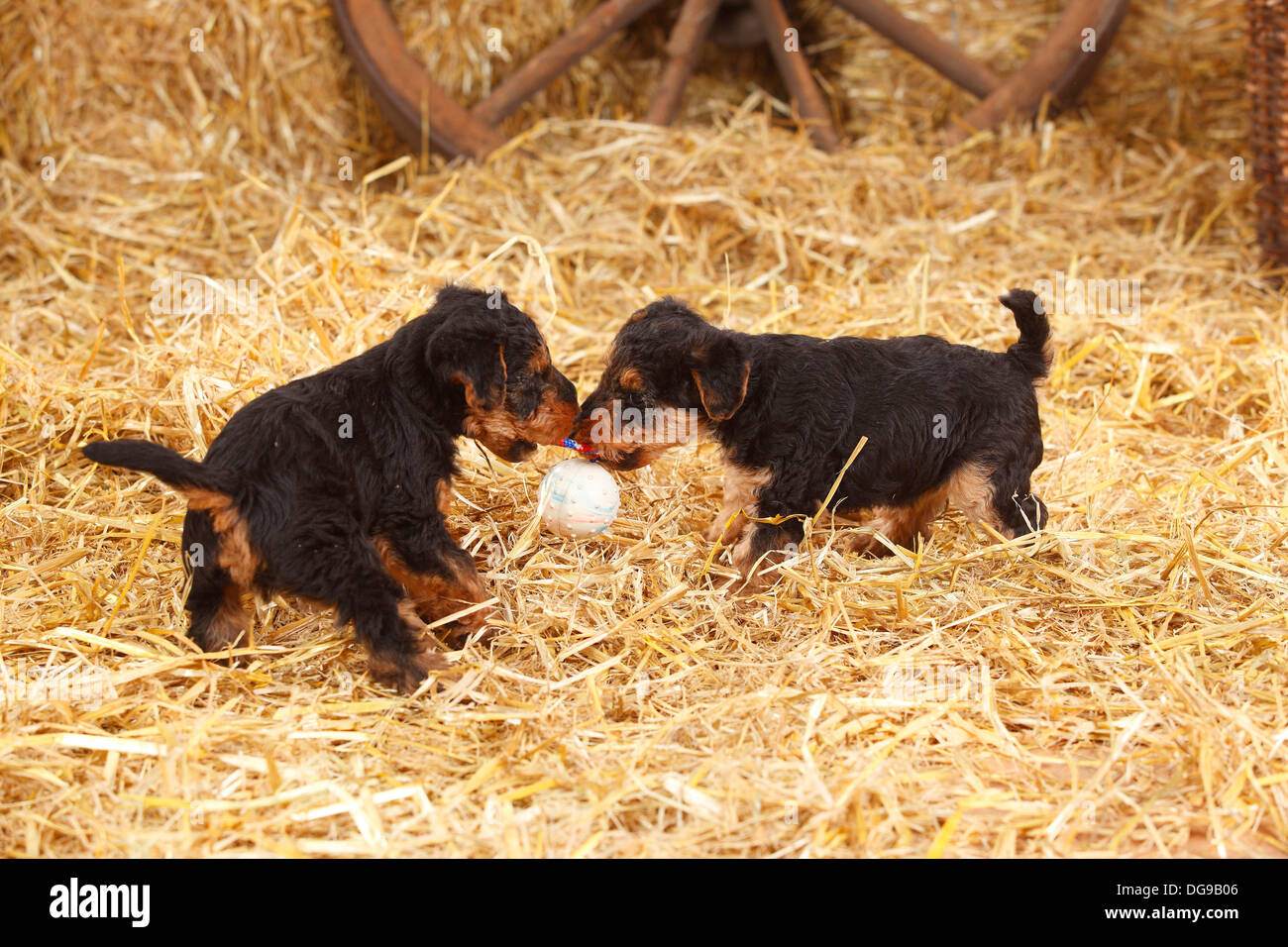 Welsh Terrier, chiots, 7 semaines, à la corde, toy |Welsh-Terrier, Welpen, 7 Wochen, Zerrspiel, Spielzeug Banque D'Images