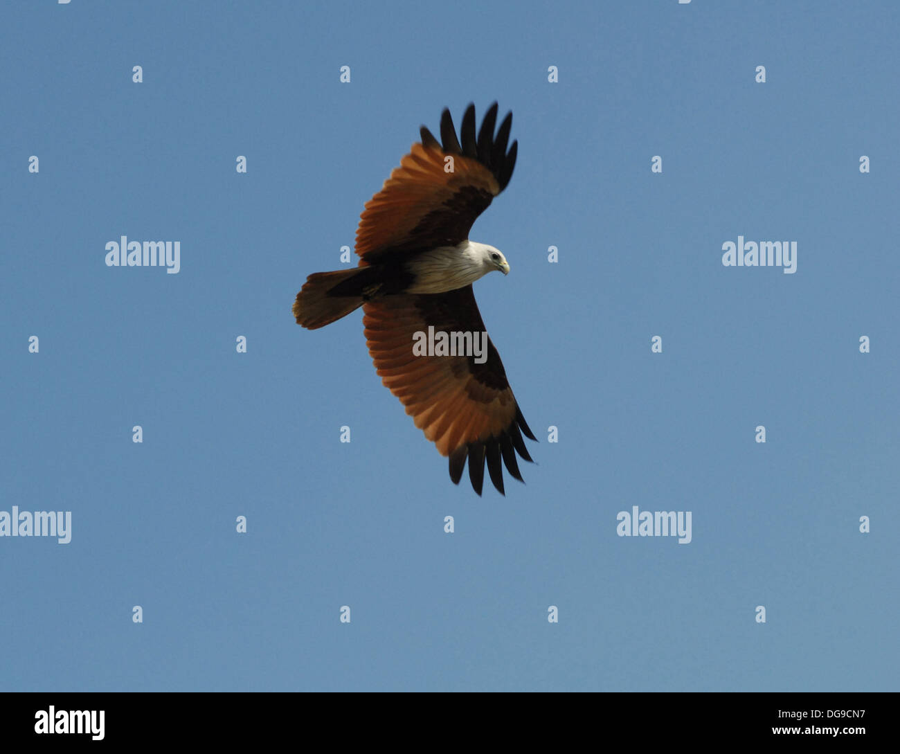 Flying Eagle dans ciel bleu clair Banque D'Images