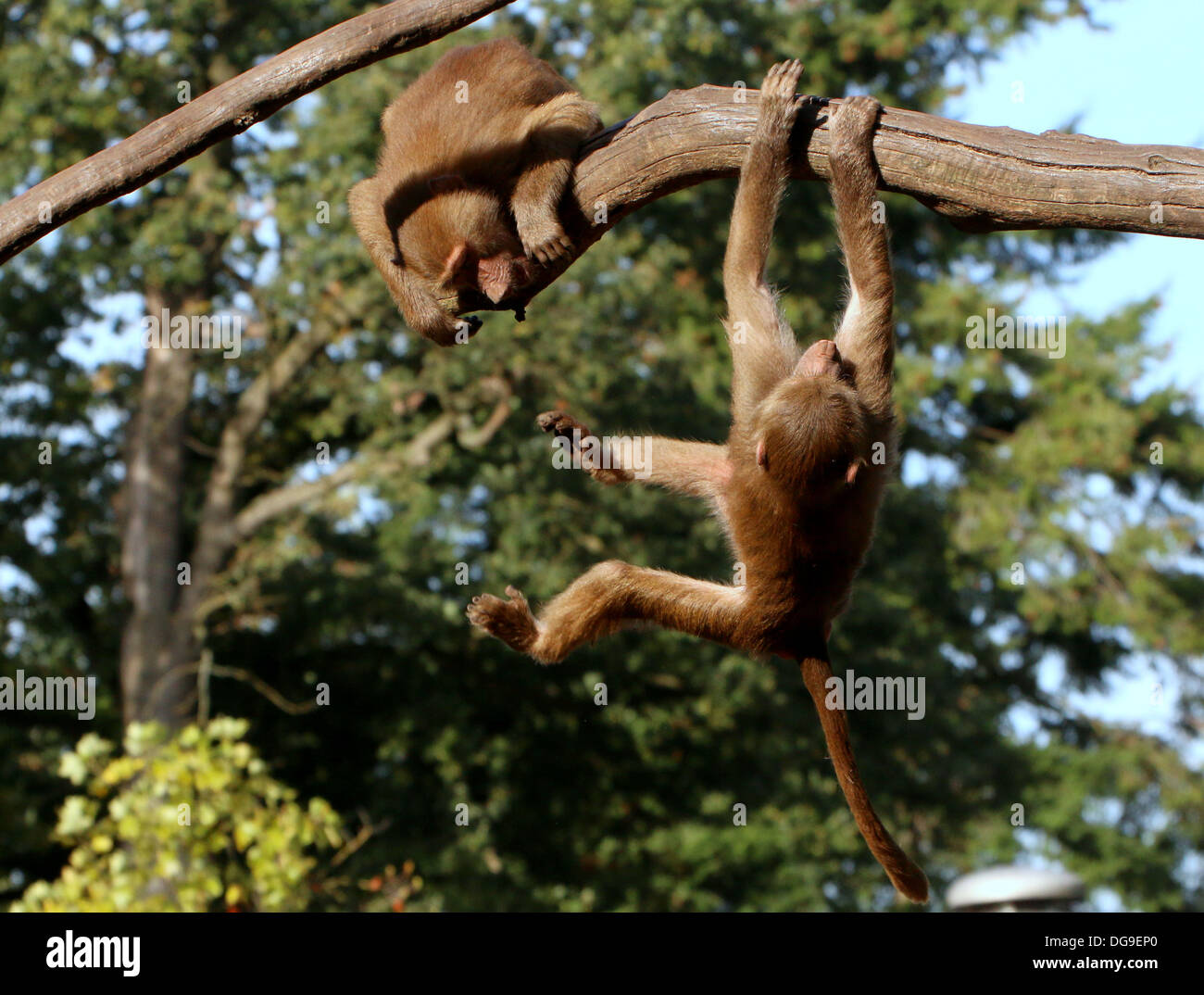 Les jeunes babouins (Papio hamadryas hamadryas, a.k.a babouin sacré) se balancer sur une branche et chassant les uns les autres Banque D'Images
