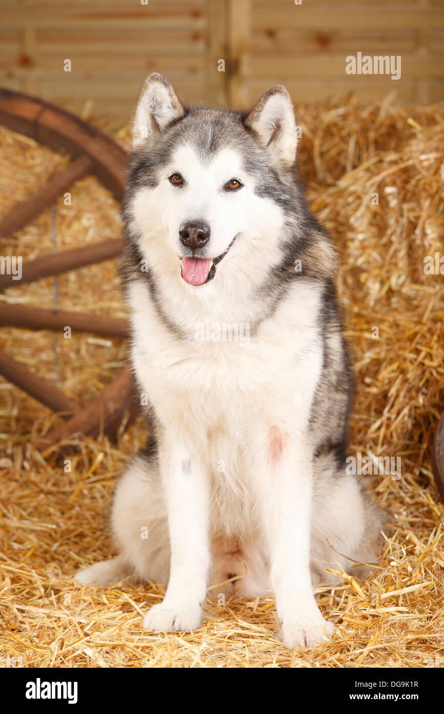 Malamute d'Alaska, 11 ans |Alaskan Malamute, Ruede, 11 Jahre alt / Hund alter Banque D'Images