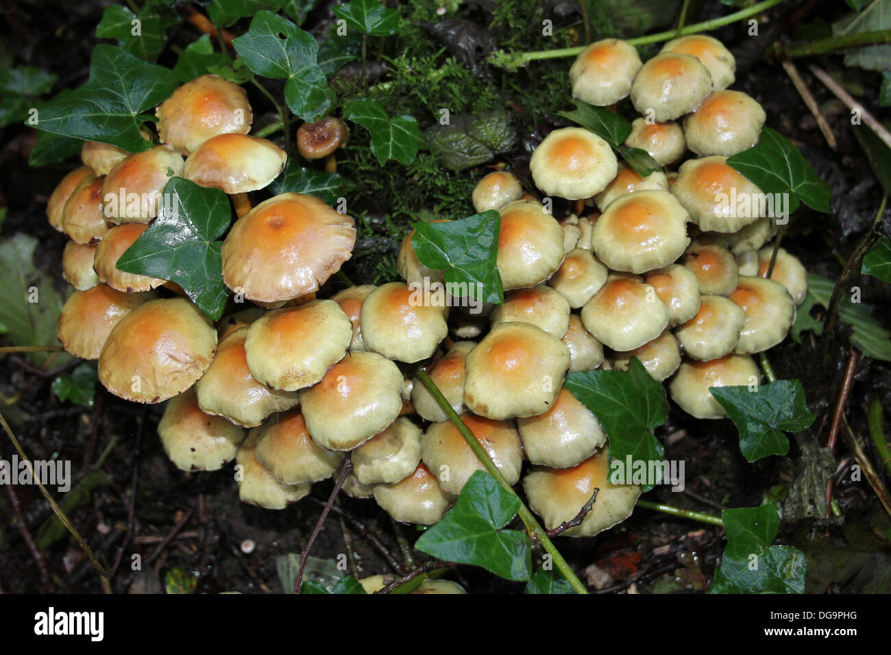 Touffe Hypholoma fasciculare Soufre Banque D'Images