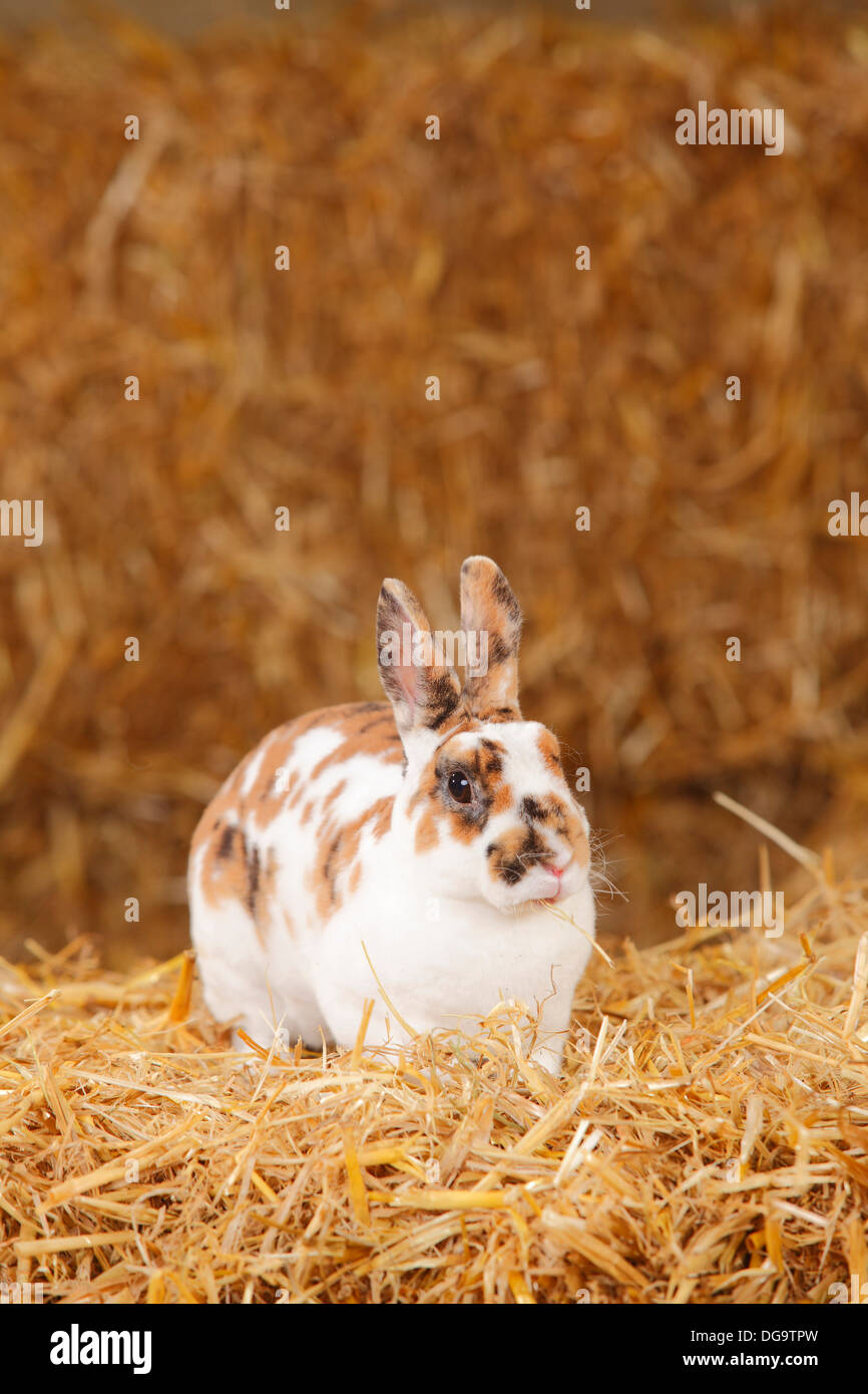 Lapin nain Rex, tricolore dalmatien Banque D'Images