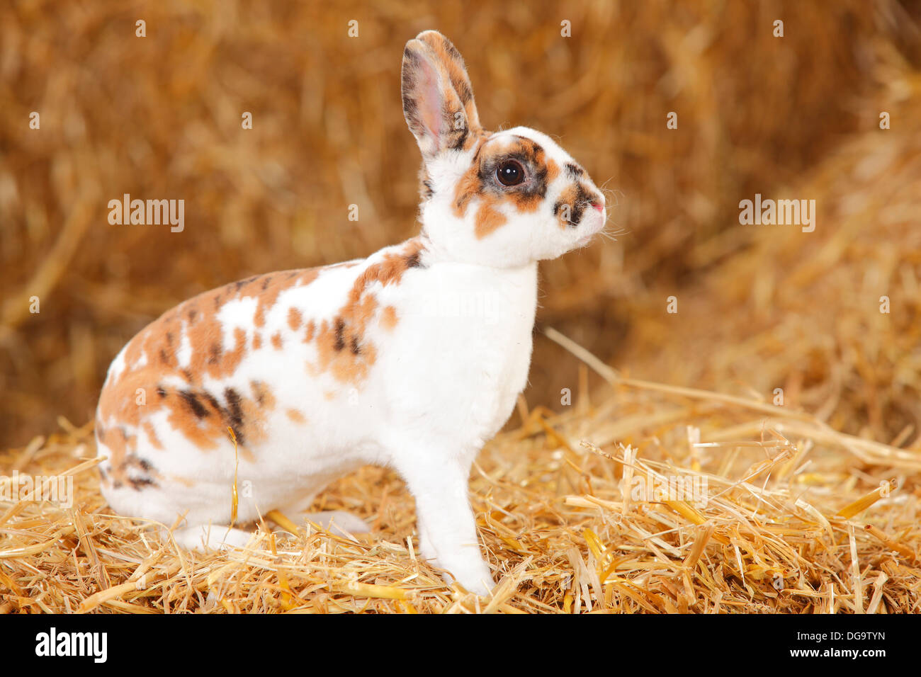 Lapin nain Rex, tricolore dalmatien Banque D'Images