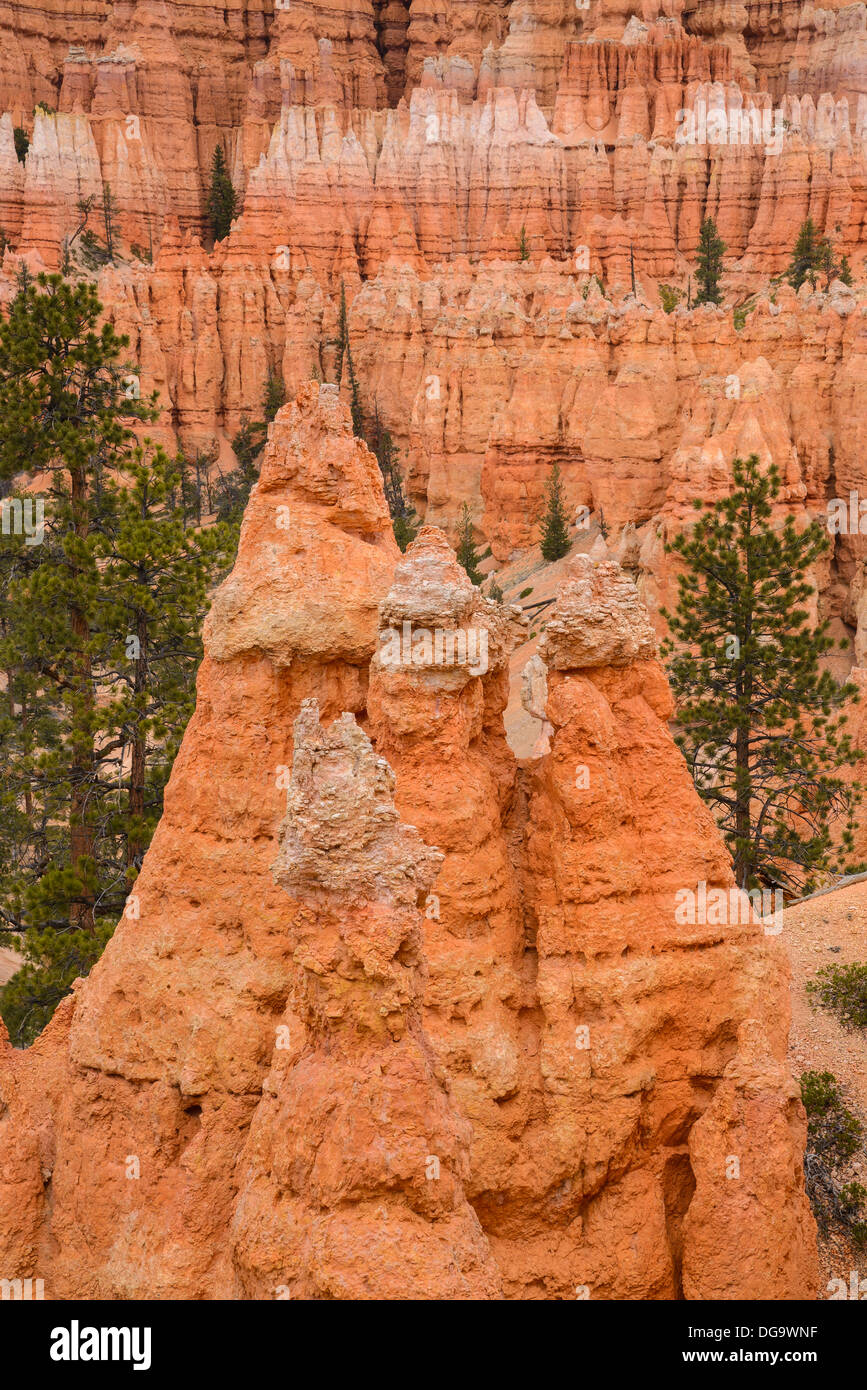 Bryce Canyon, Peek-a-boo Trail Section Windows, Bryce Canyon National Park, Utah, USA Banque D'Images