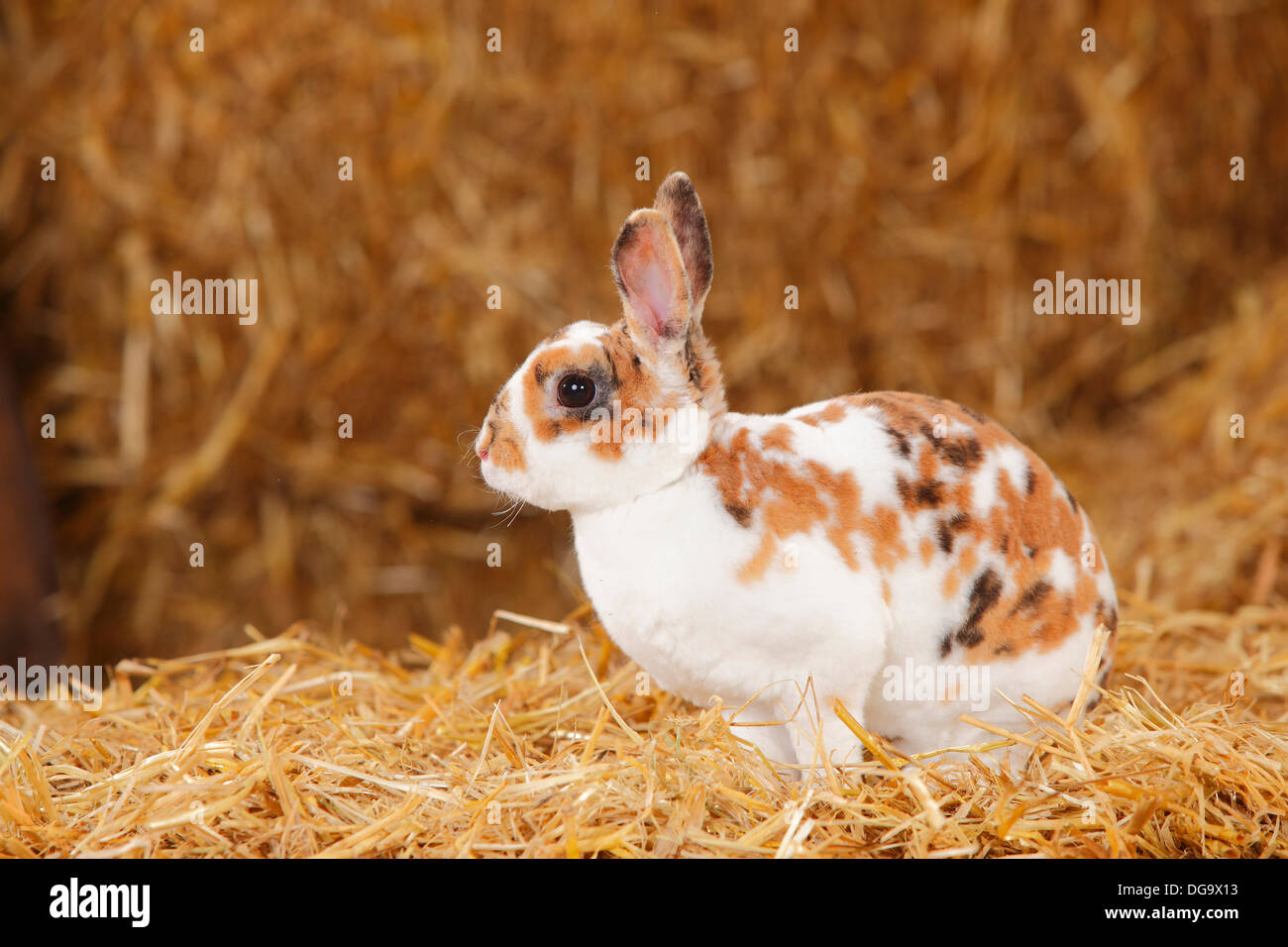 Lapin nain Rex, tricolore dalmatien Banque D'Images