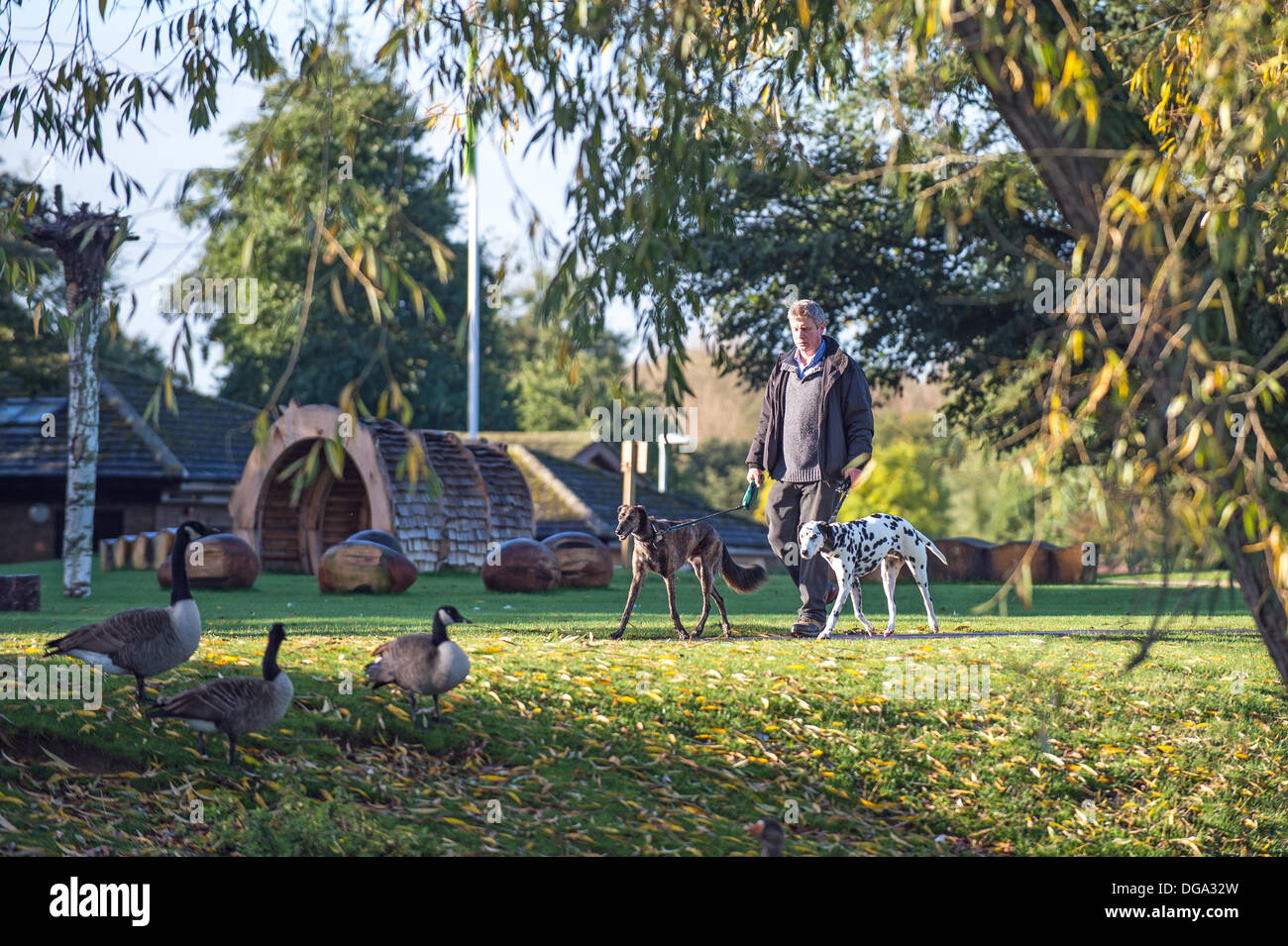 Peterborough (Cambridgeshire, Angleterre. 17 octobre 2013. Un homme marche à travers ses deux chiens Ferry Meadows, Peterborough, dans le soleil d'automne. Credit : Lovelylight/Alamy Live News Banque D'Images