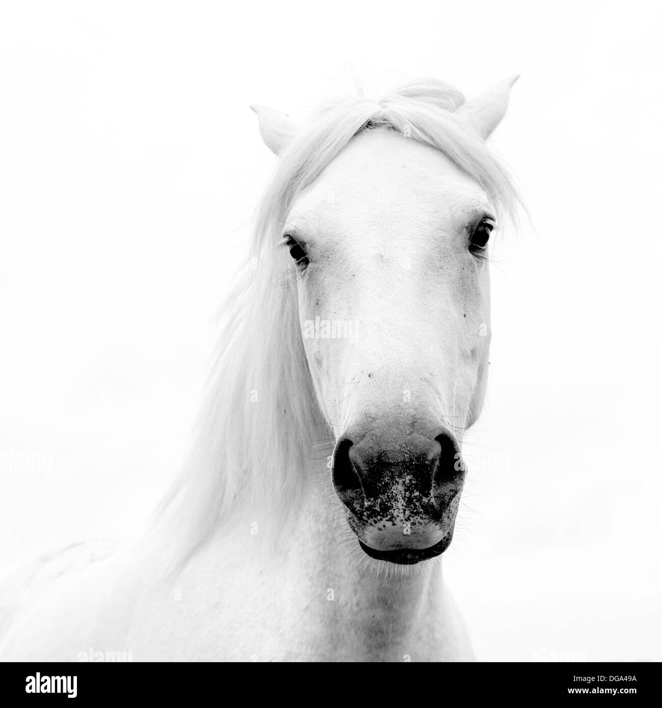 Tête cheval blanc Banque de photographies et d’images à haute résolution Alamy