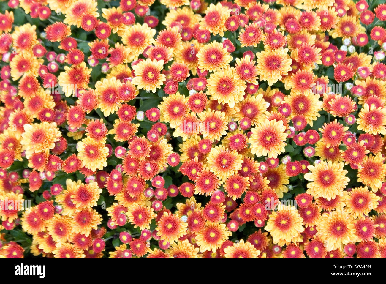 Fond fleur de chrysanthème rouge Banque D'Images