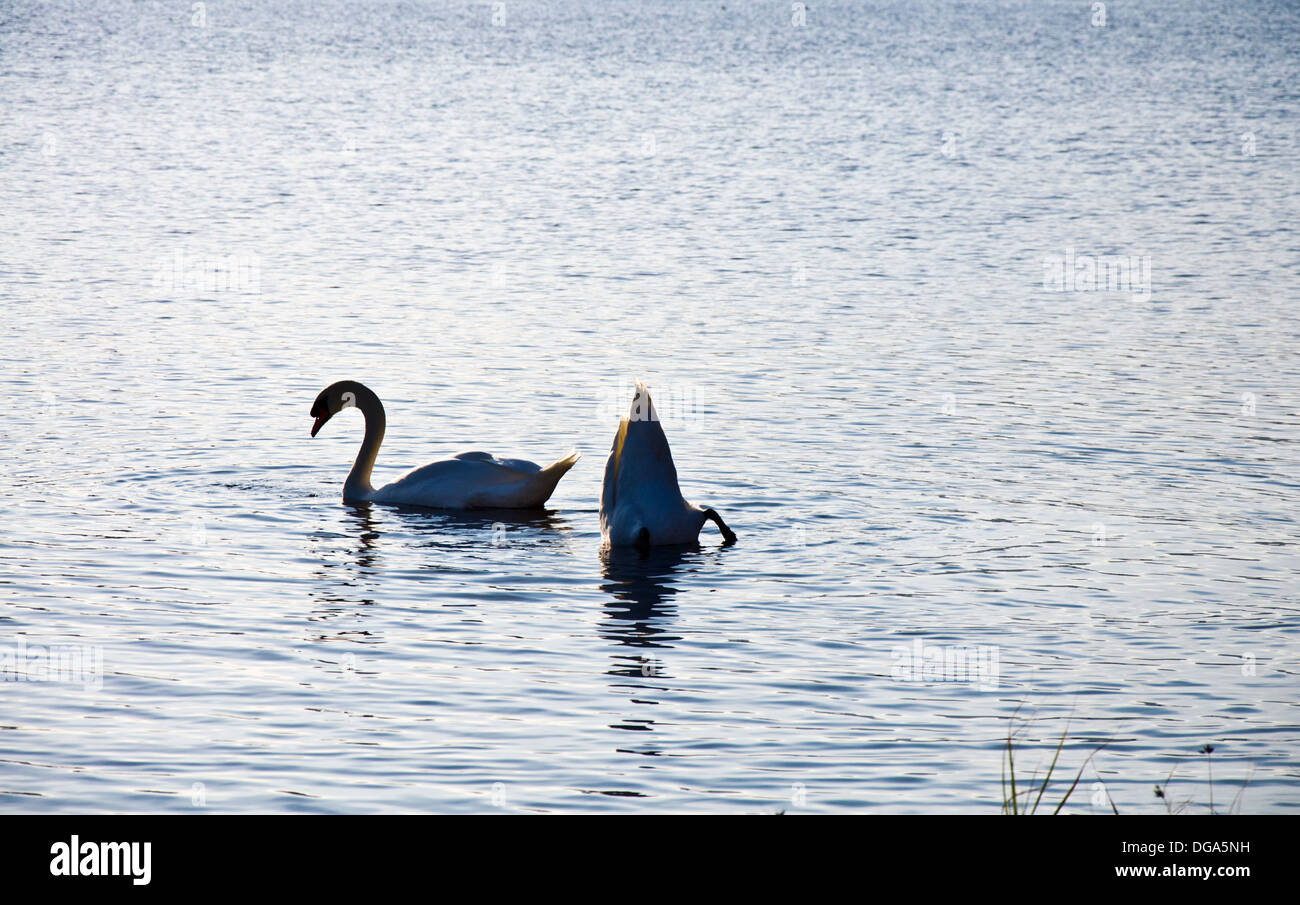 Les cygnes se nourrissent d'un lac Banque D'Images