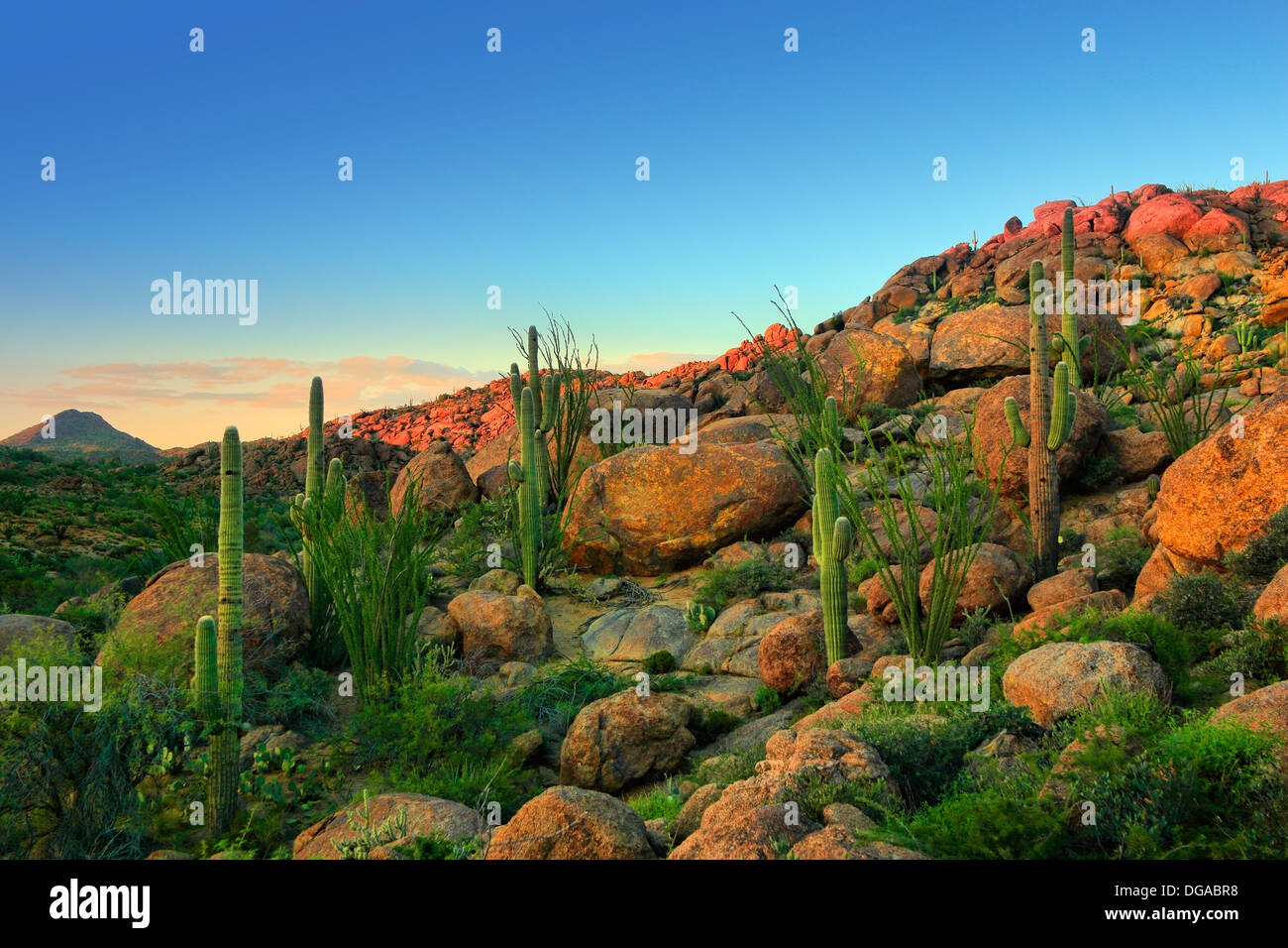 Saguaro Cactus, désert de Mojave, USA Banque D'Images