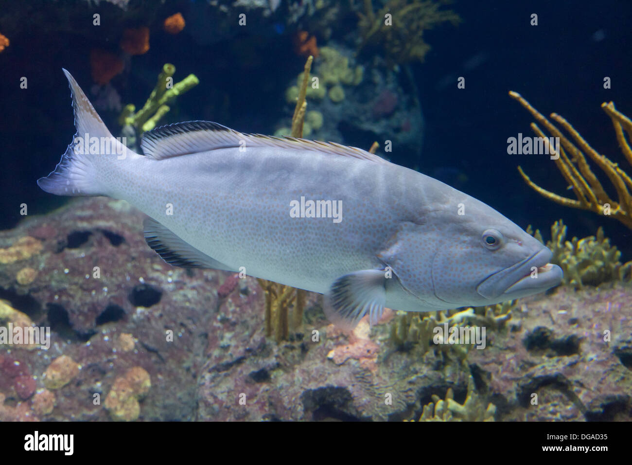 Black sea bass nageant dans un aquarium Banque D'Images