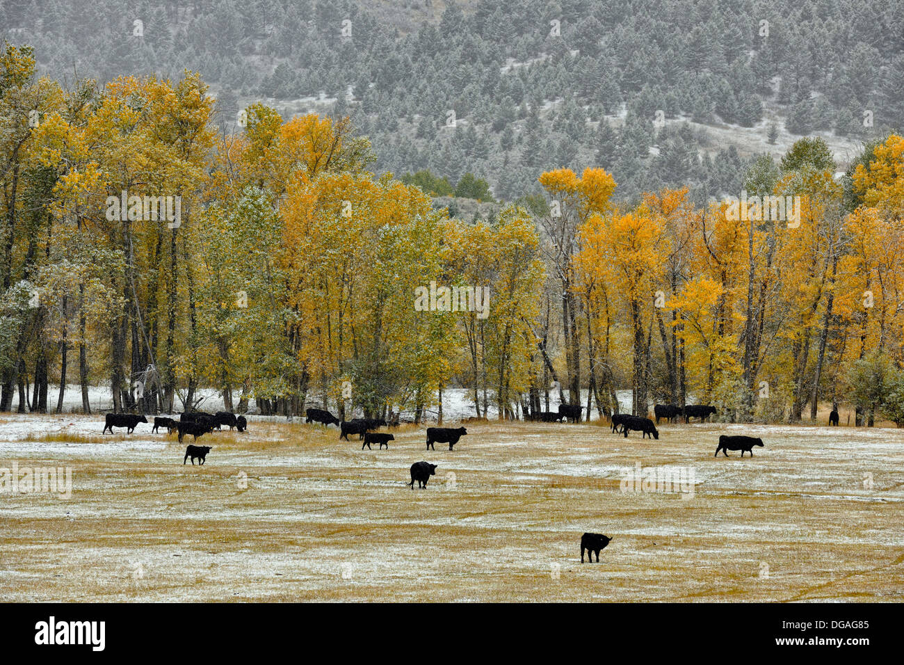 Un saupoudrage de neige précoce sur le support d'élevage le long de la Creek Road Bozeman Montana USA Banque D'Images