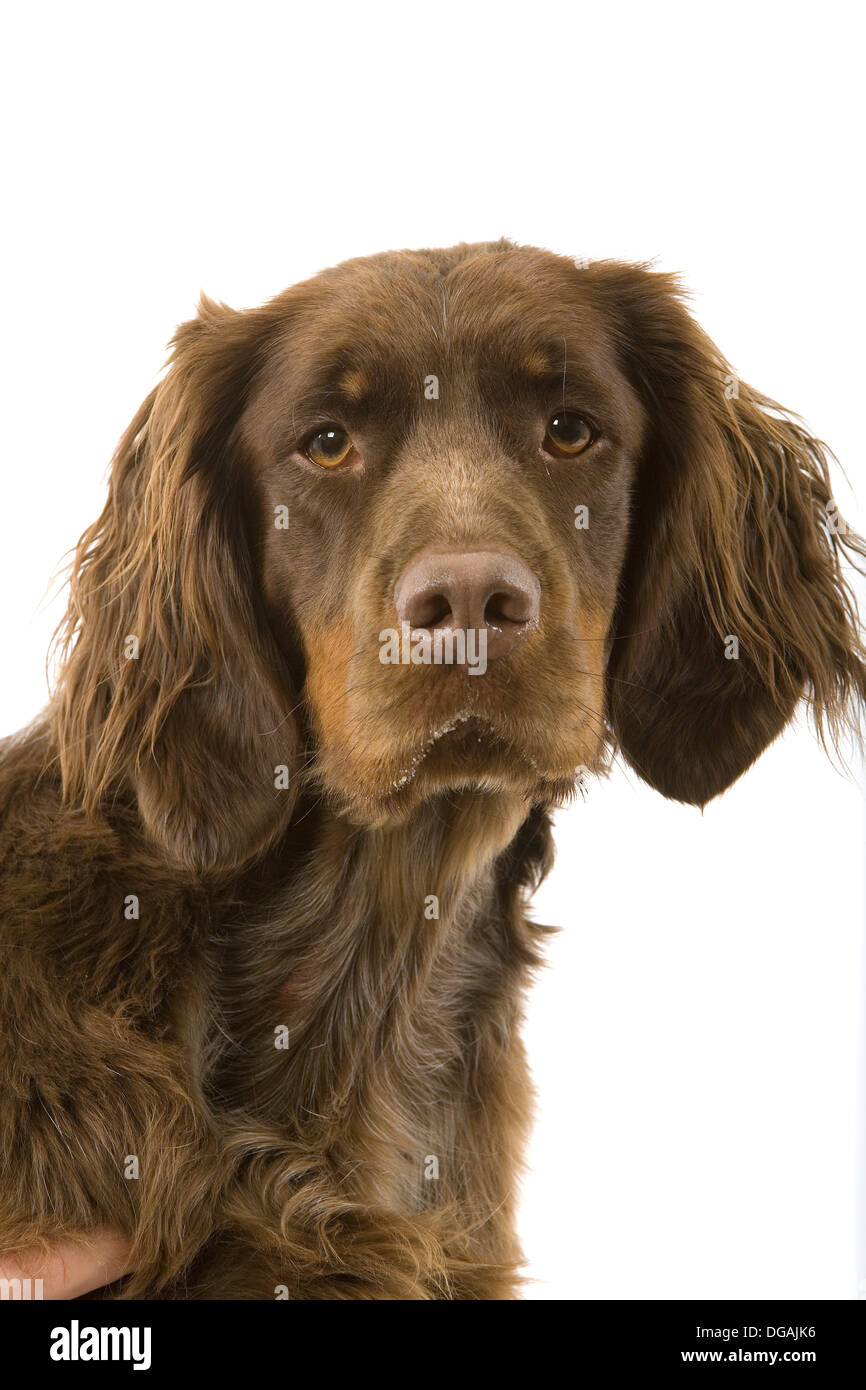 Epagneul Picard Banque D Image Et Photos Alamy Epagneul Picard Banque D Image Et Photos Alamy