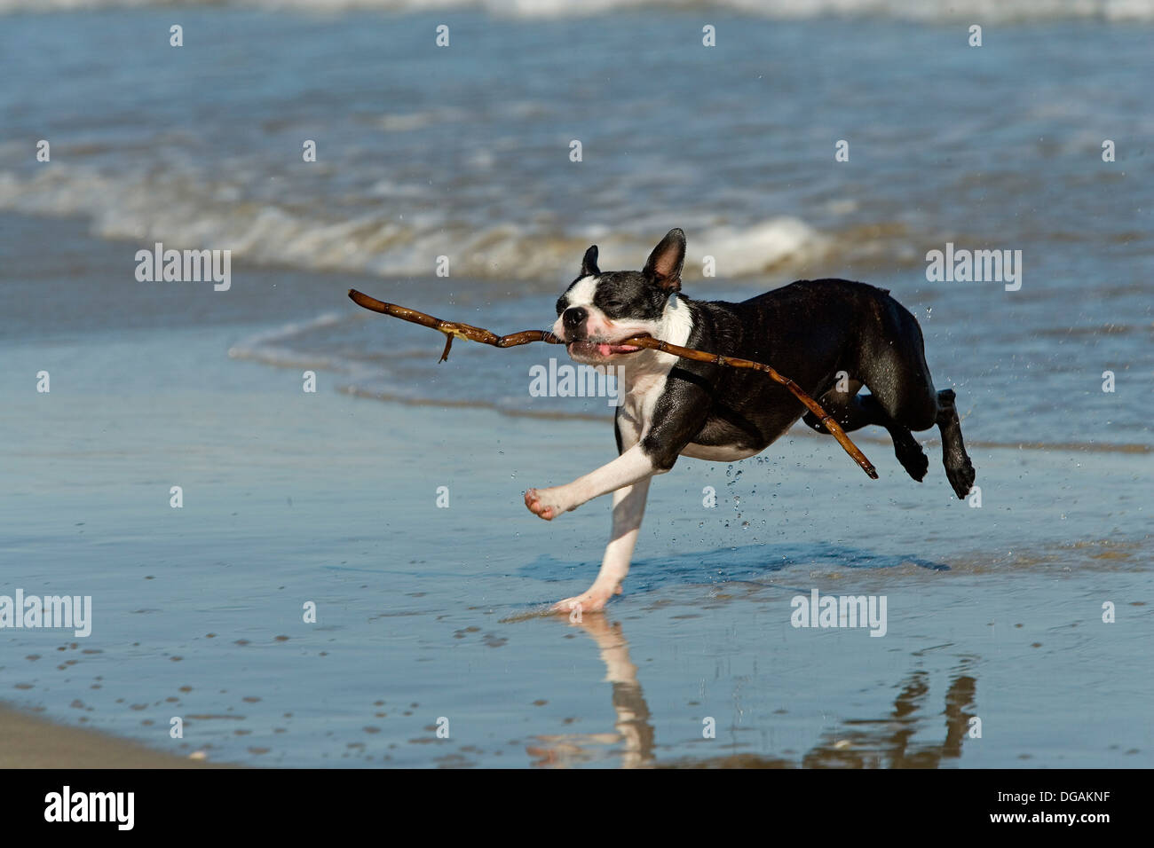 Boston terrier jouant sur la plage Banque D'Images