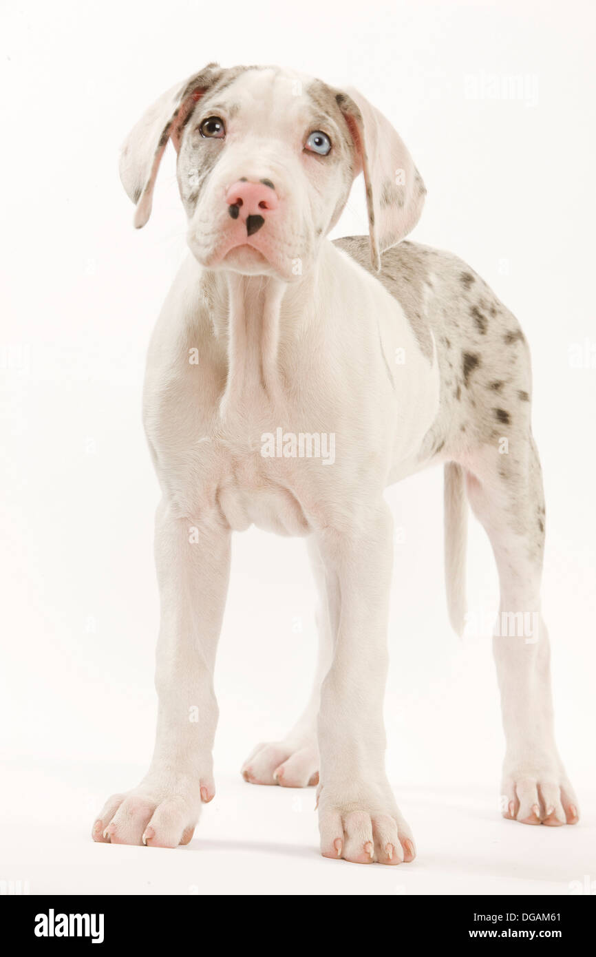 Dix semaines old German Dogo Banque D'Images