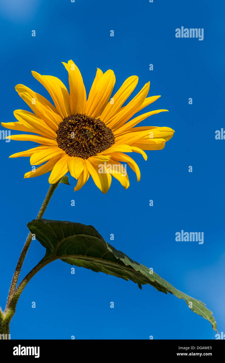 Grand avec tournesol couleurs étonnantes au fond bleu Banque D'Images