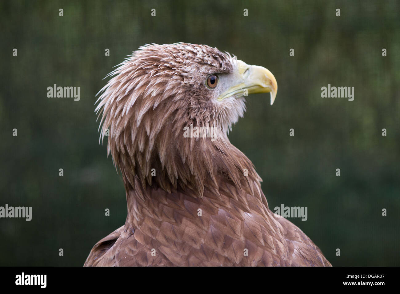 Le Cerf de l'Aigle de mer, Close up of head Banque D'Images