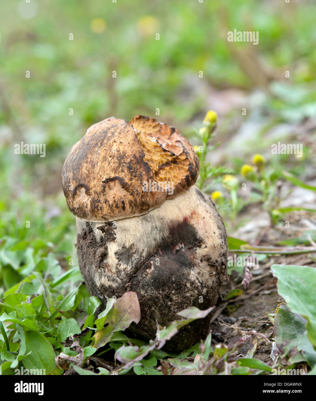 Champignons forestiers dans l'herbe verte Banque D'Images