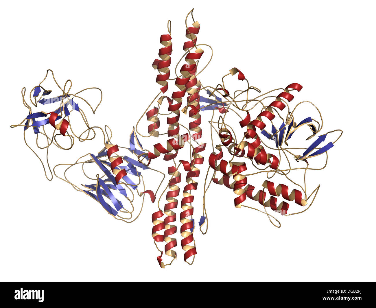 Toxine Clostridium Botulinum Banque De Photographies Et D’images à ...