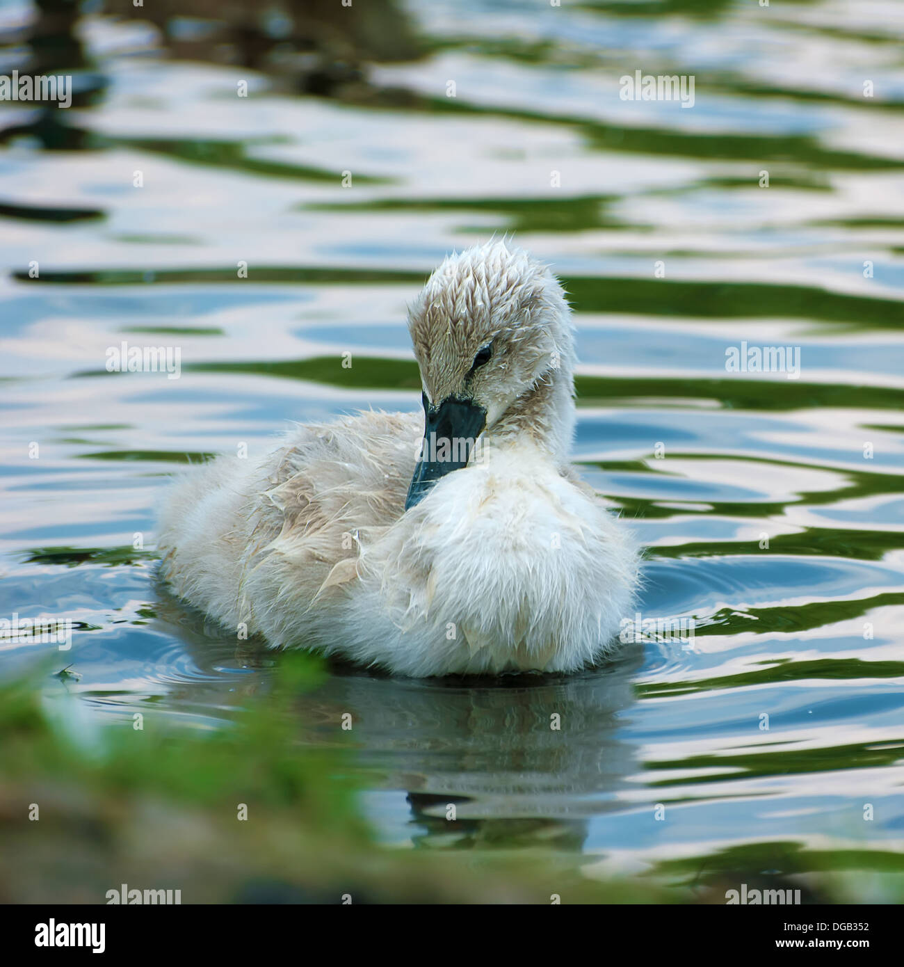 Chick cygne sur l'eau. Banque D'Images