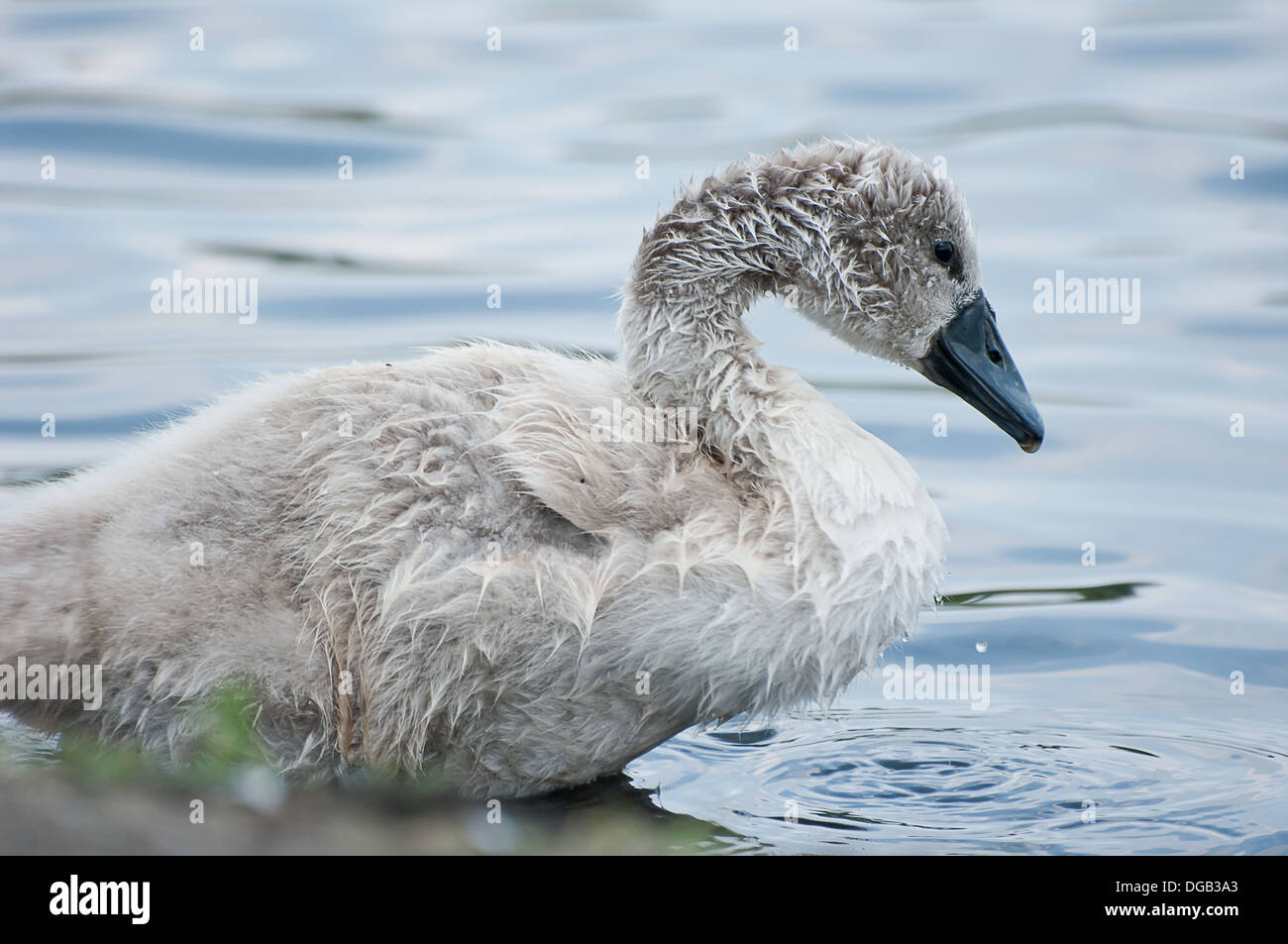 Chick cygne sur l'eau. Banque D'Images