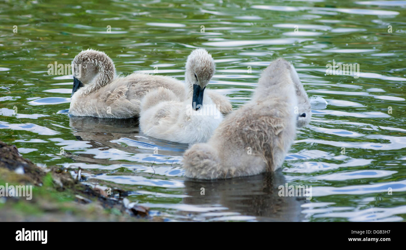 Swan Banque D'Images