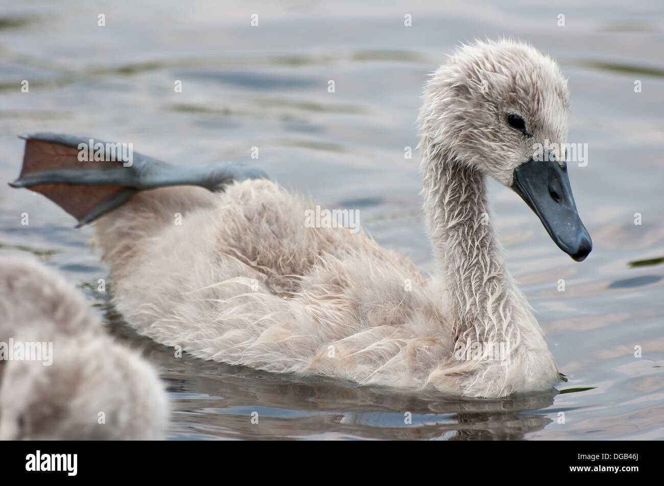 Swan poussins dans l'eau. Banque D'Images