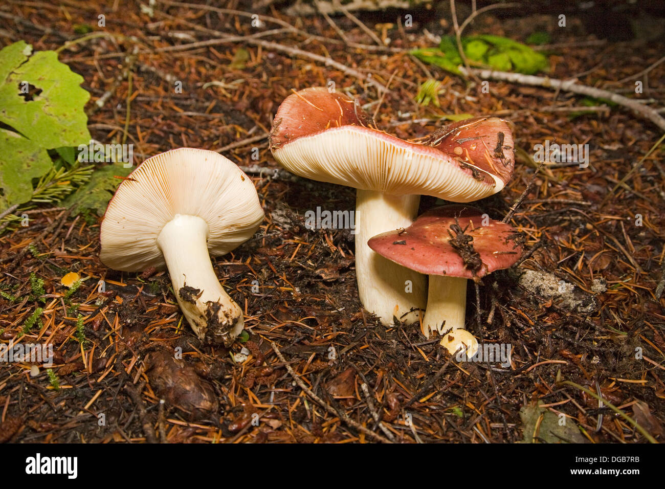 Rosy Russula, Russula la rosacée, d'un grand champignon sauvage qui pousse dans le nord-ouest du Pacifique Banque D'Images
