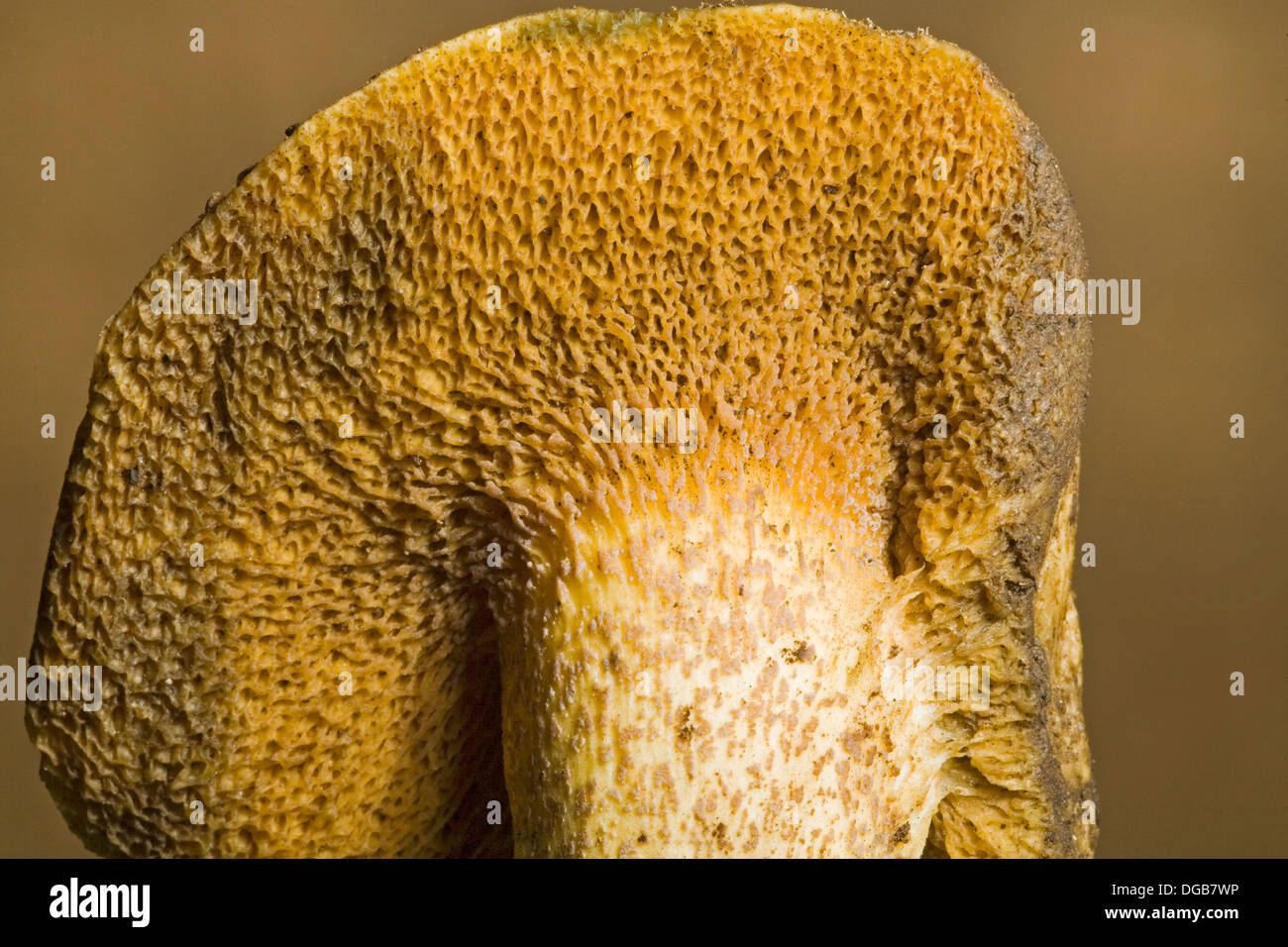 Un champignon sauvage avec des pores ou une éponge au lieu de branchies Banque D'Images