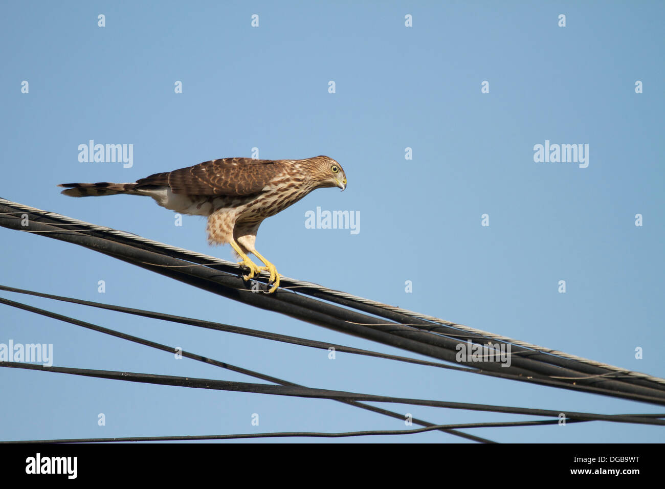 Le faucon de Cooper Accipiter cooperii sur des lignes électriques dans un quartier urbain Banque D'Images