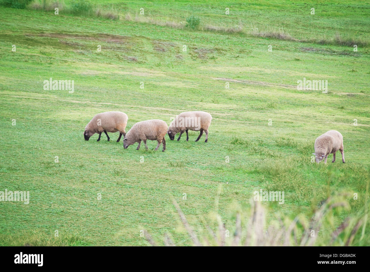 Certains moutons sur les champs dans les régions rurales de l'Australie du Sud Banque D'Images