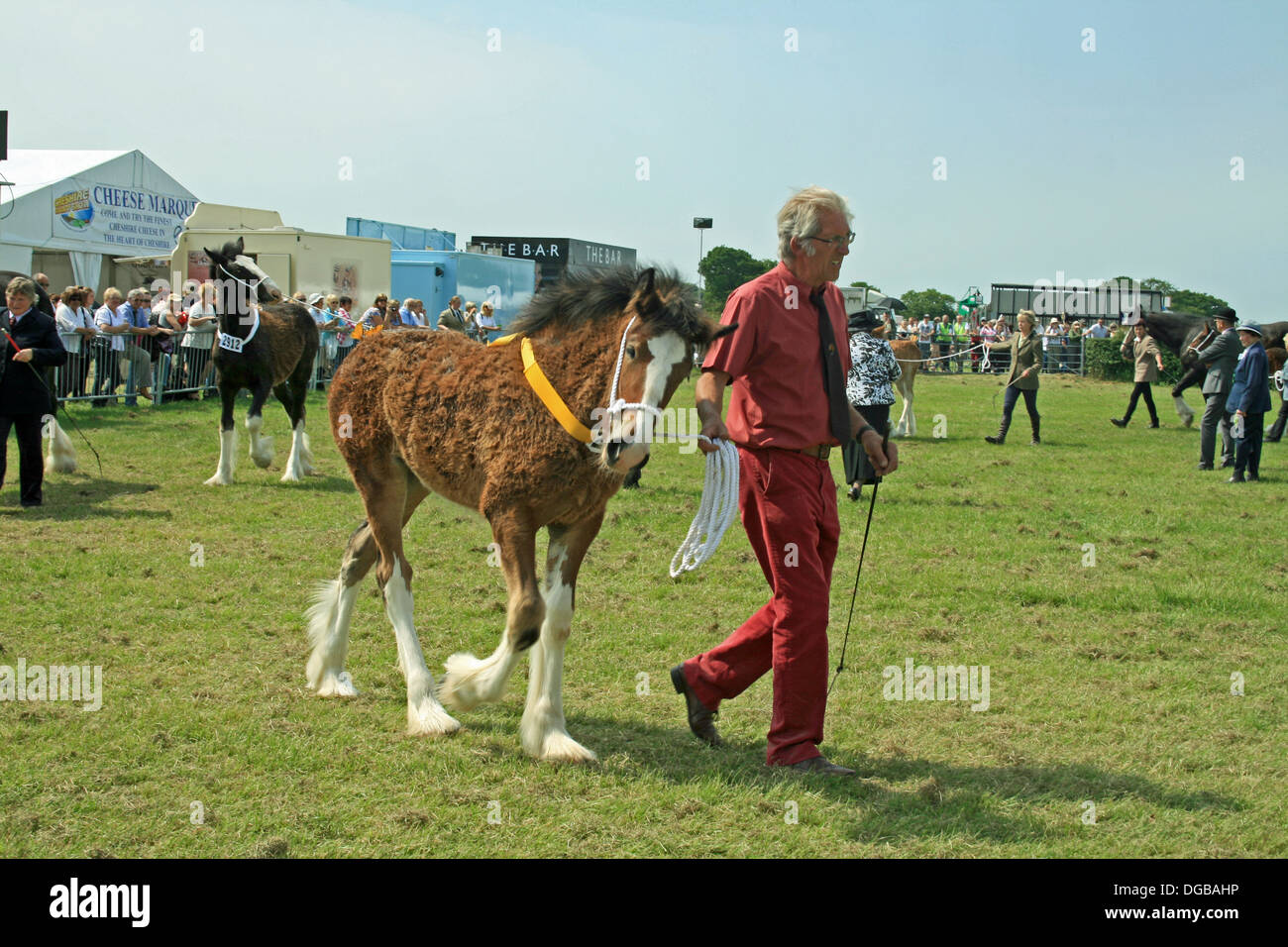 Shire Horse poulain Shire en anneau à Cheshire Show 2013 à Cheshire Angleterre Tabley Banque D'Images