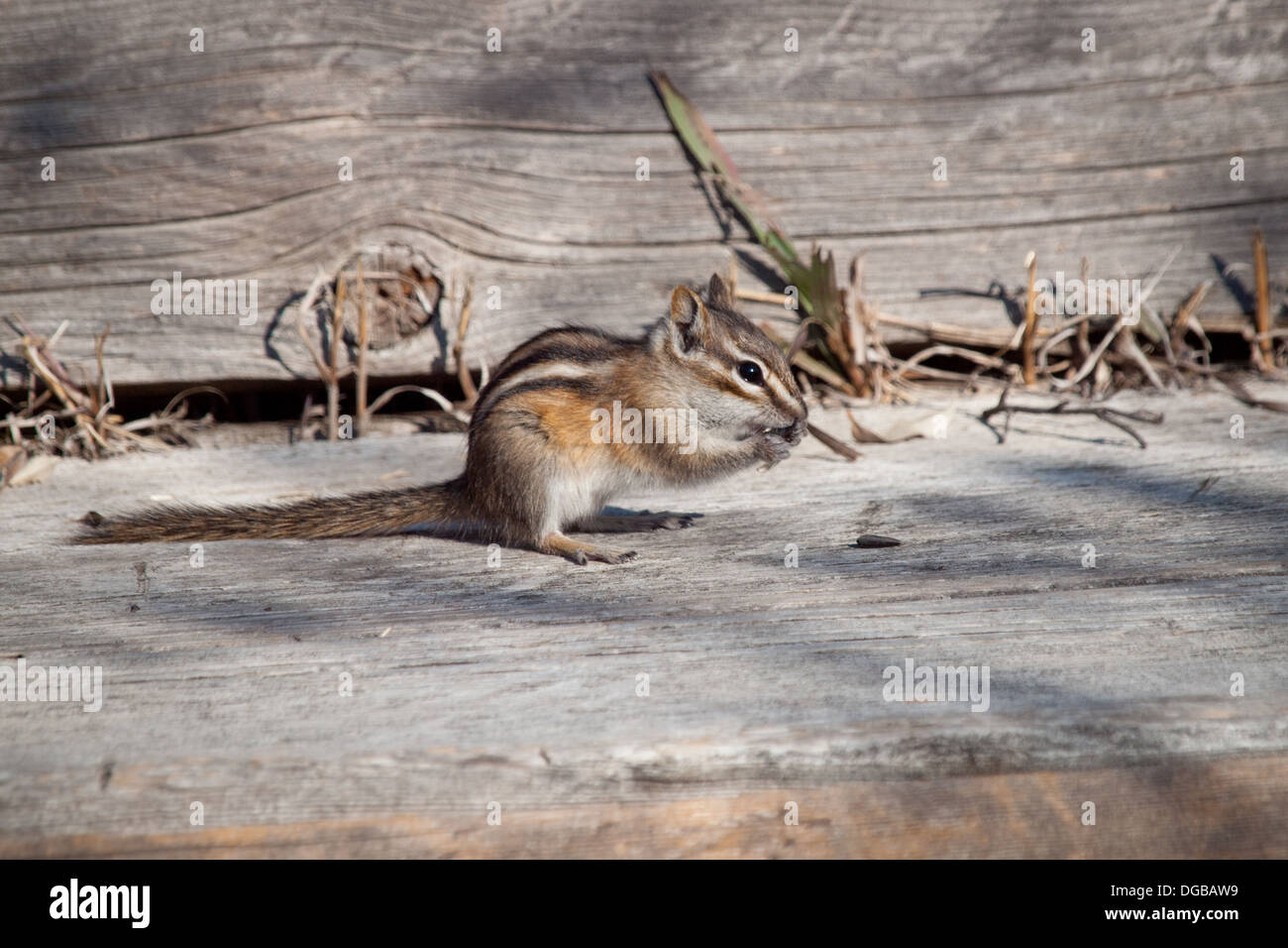 Un mignon petit le tamia mineur (Tamias minimus) se nourrit de graines de tournesol à Beaver Creek Conservation Area, près de Saskatoon, Canada. Banque D'Images