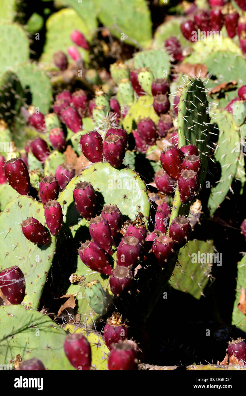 Cactus (Opuntia littoralis) California USA Banque D'Images