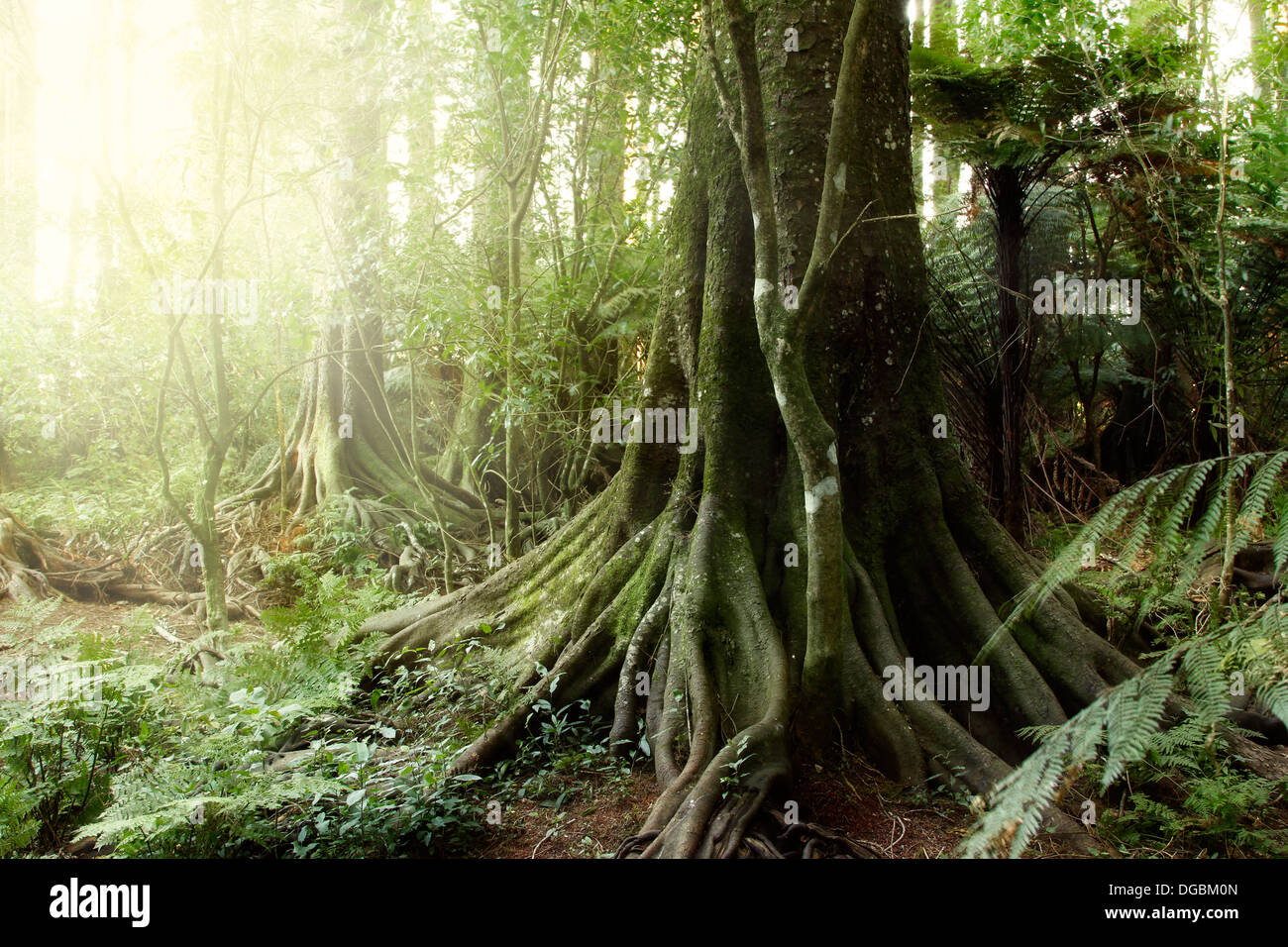 La nouvelle zelande jungle des forêts tropicales Banque D'Images