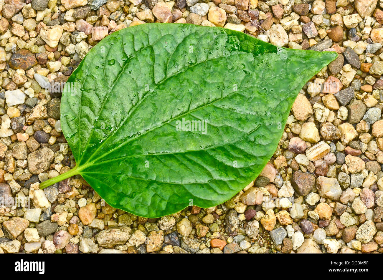 Seule la feuille d'aulne sur river rocks Banque D'Images