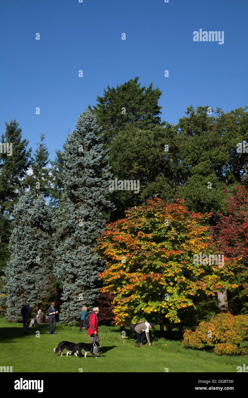 Bedale, Yorkshire, UK. 17 octobre, 2103. Les couleurs de l'automne comme vu dans la forêt-parc. Les membres, le public appréciant la fin d'octobre le soleil et récolter les graines et les feuilles de couleur vive l'Acer japonicum 'Vitifolium' pour l'organisation de la fleur. Banque D'Images