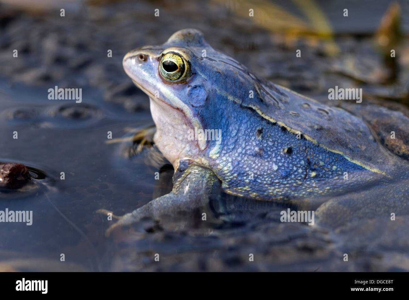 Moor Frog (Rana arvalis) mâle de couleur bleu flottant dans l'étang entre frogspawn durant la saison de reproduction au printemps Banque D'Images
