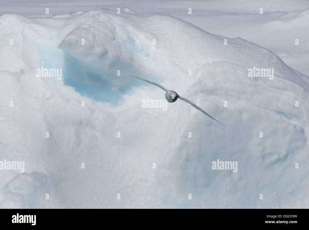 Pétrel de neige glisse sur la banquise dans l'océan du sud, 180 miles au nord de l'Antarctique, l'Antarctique Banque D'Images